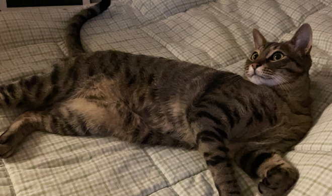 누워있는 고양이