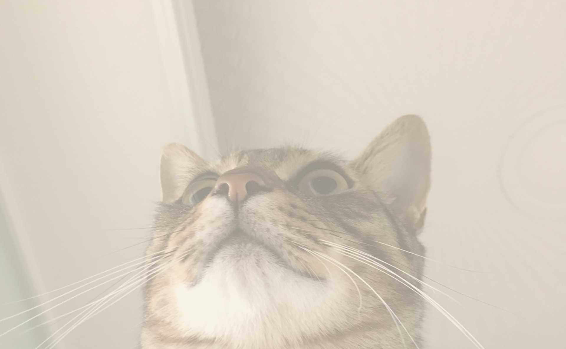 하단 고양이 이미지